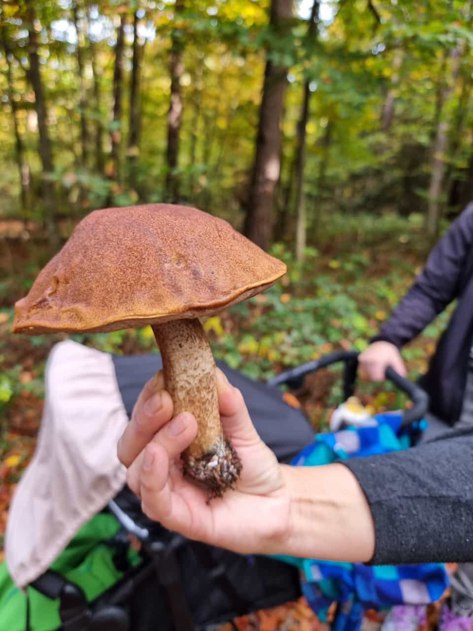 Vergrößerbares Bild