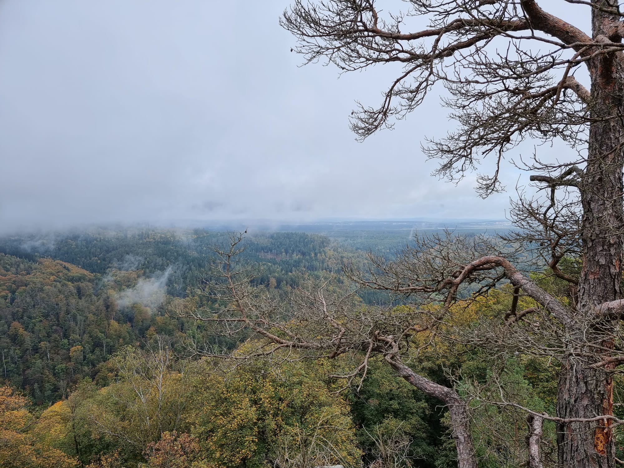 Vergrößerbares Bild