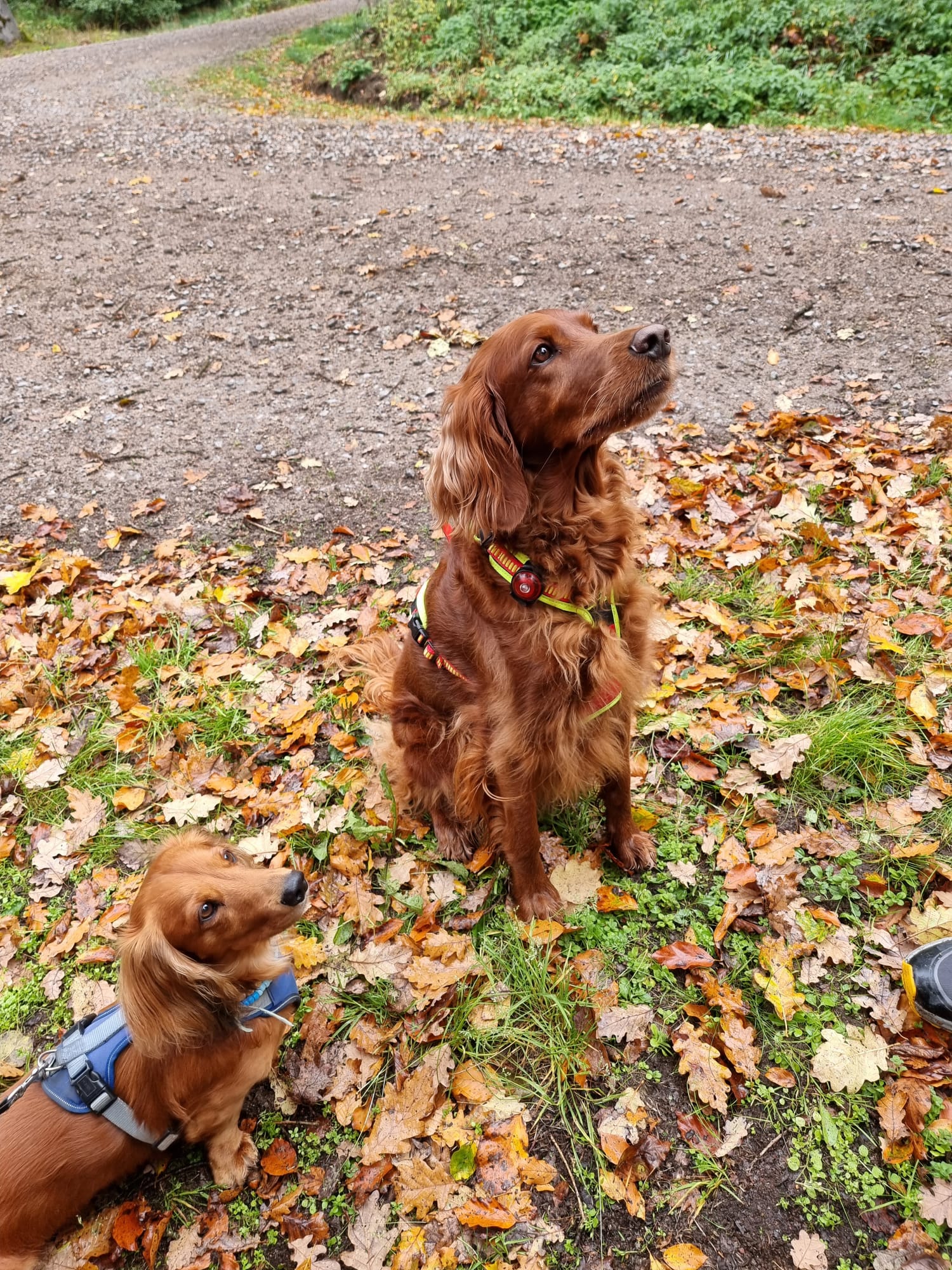 Vergrößerbares Bild