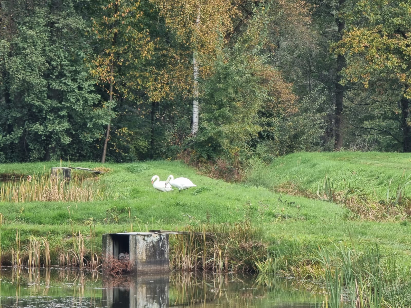 Vergrößerbares Bild