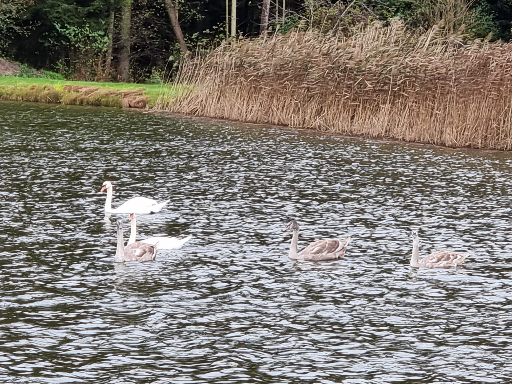 Vergrößerbares Bild