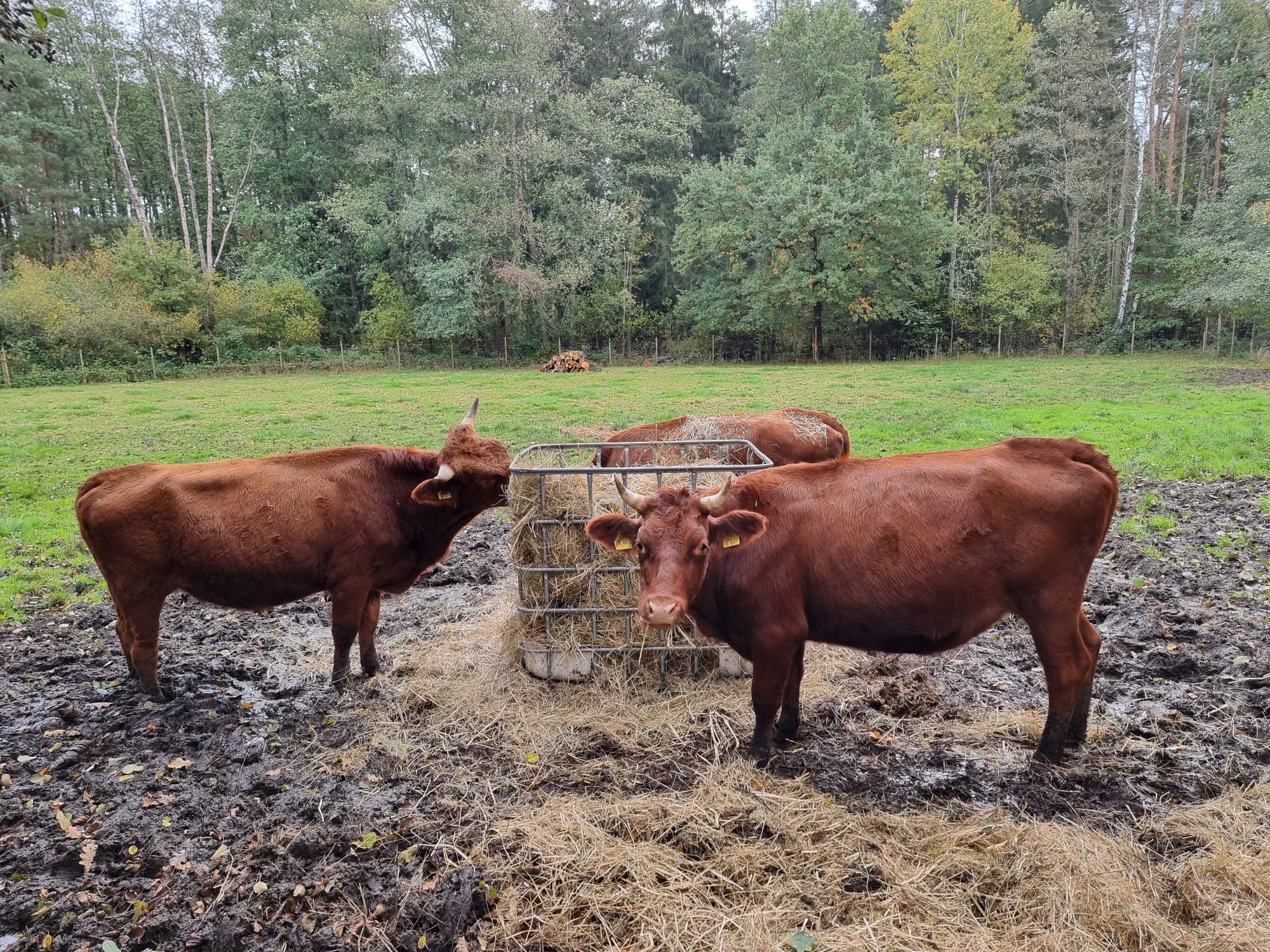 Vergrößerbares Bild
