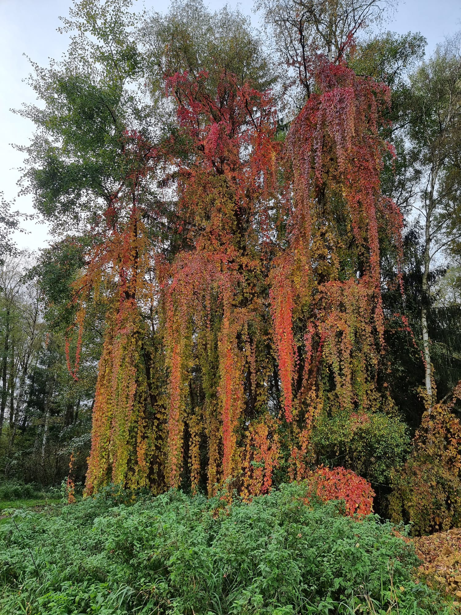 Vergrößerbares Bild