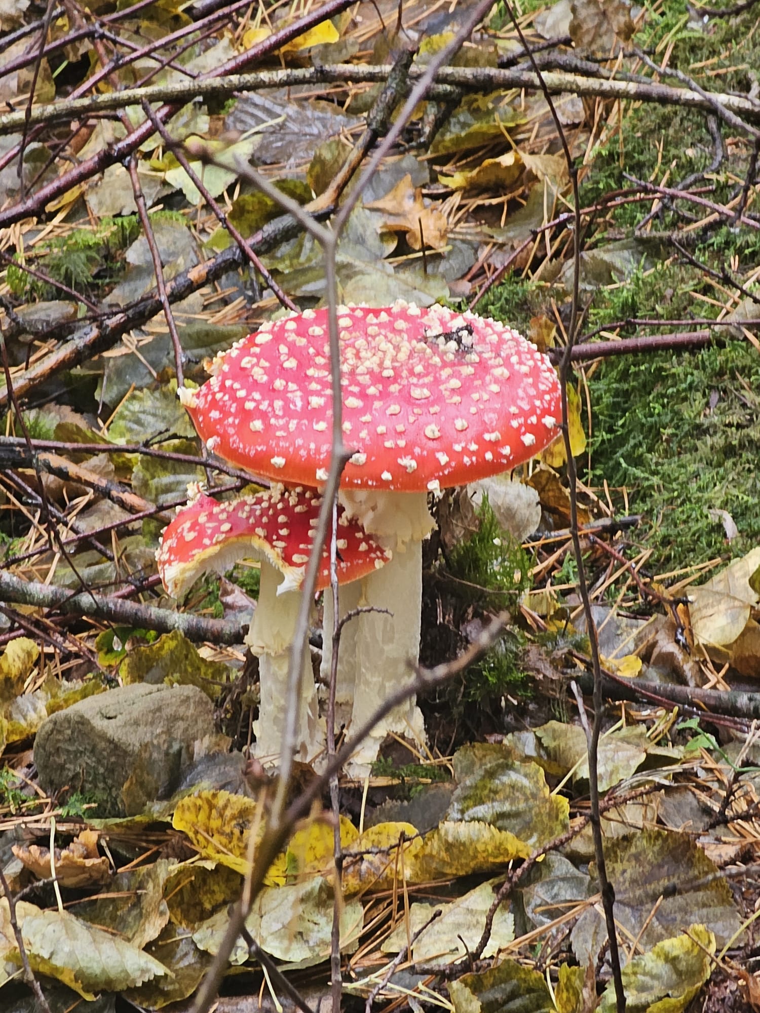 Vergrößerbares Bild