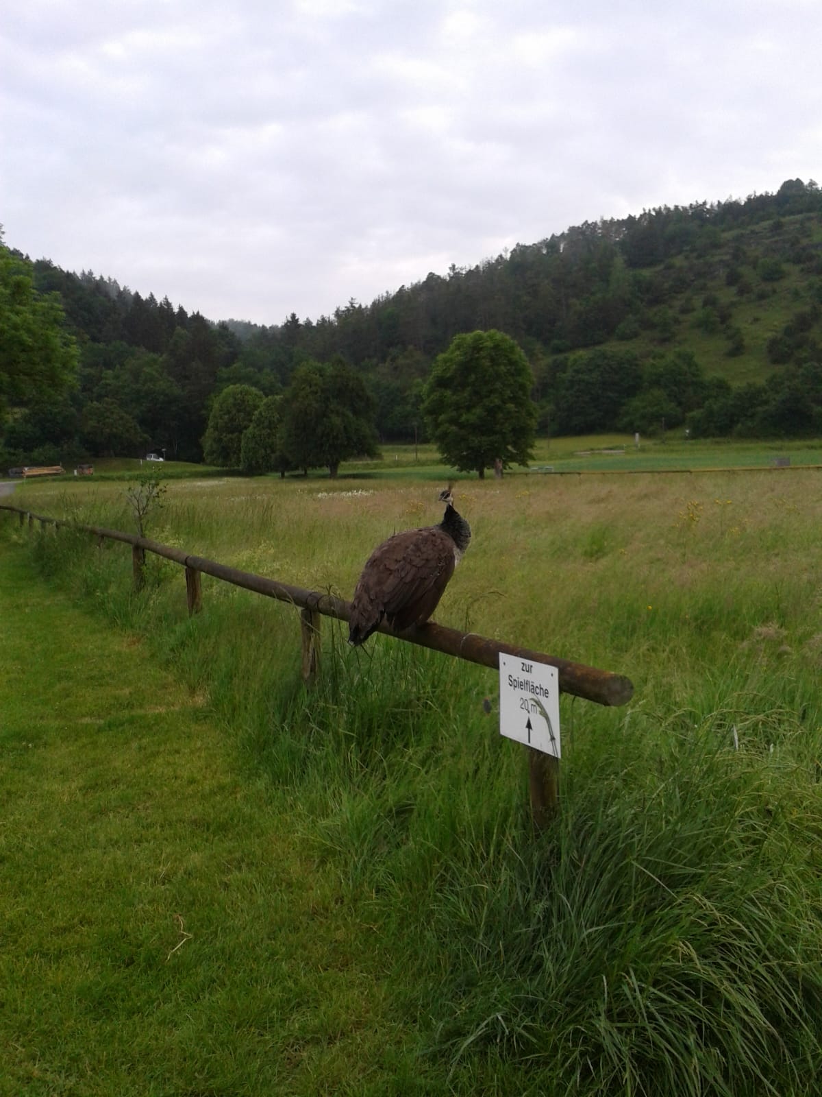 Vergrößerbares Bild