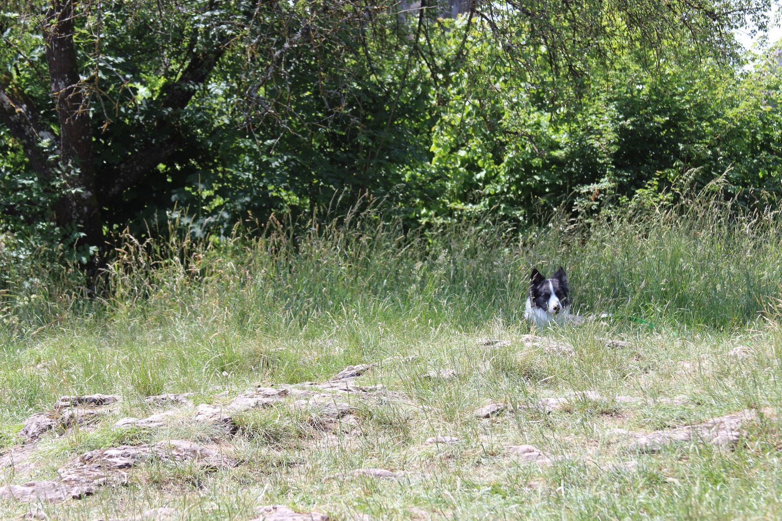 Vergrößerbares Bild