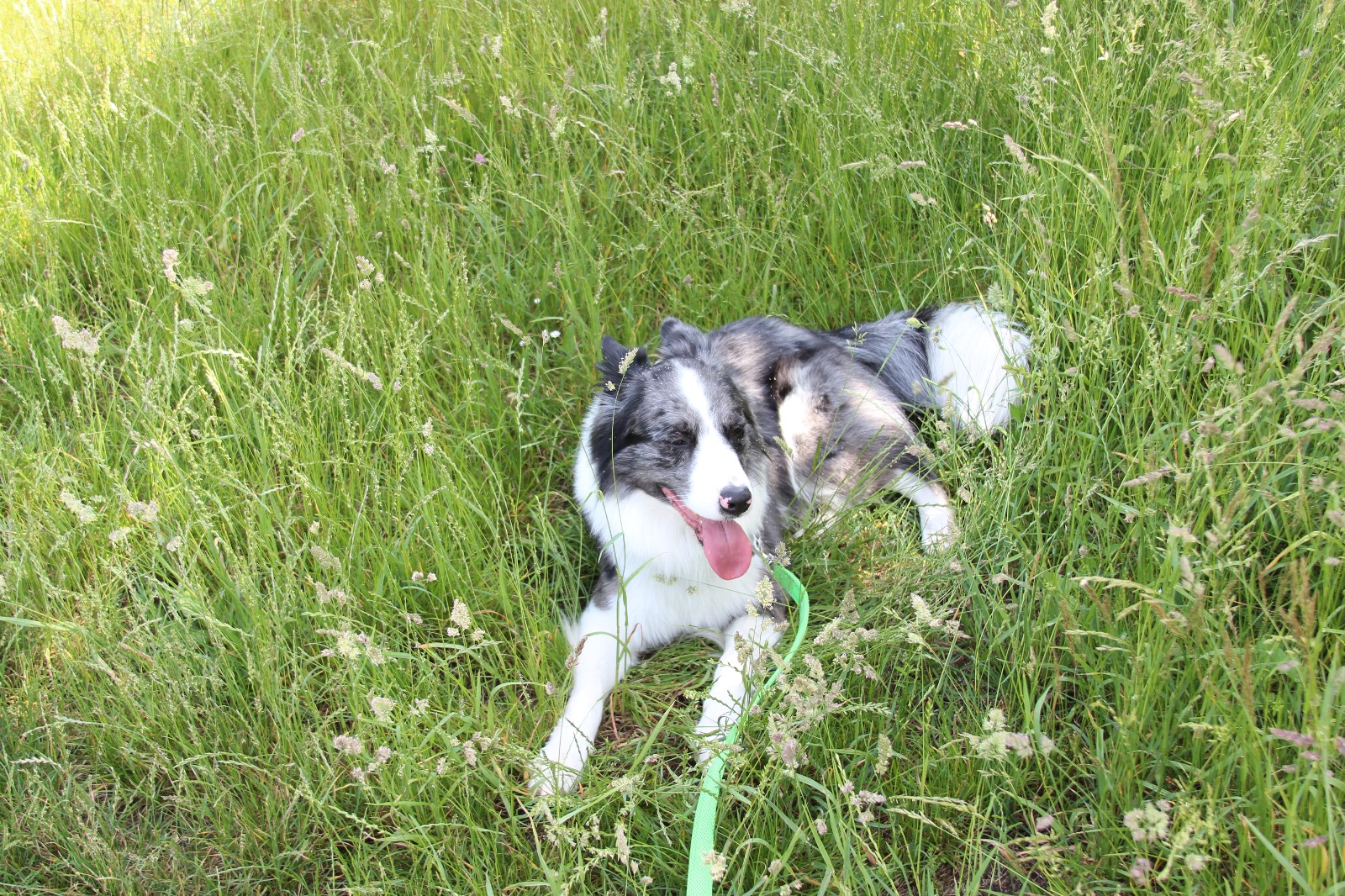 Vergrößerbares Bild