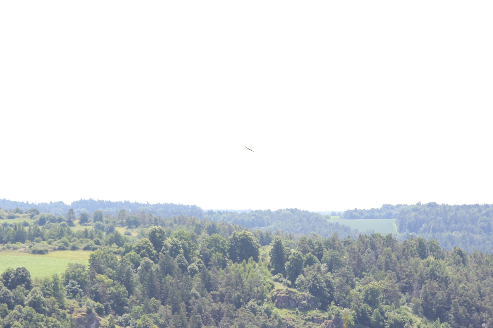 Vergrößerbares Bild