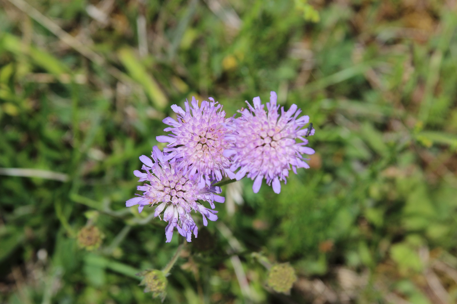 Vergrößerbares Bild