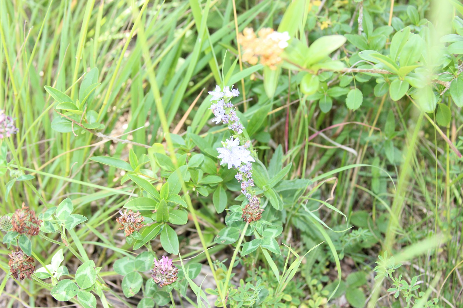 Vergrößerbares Bild