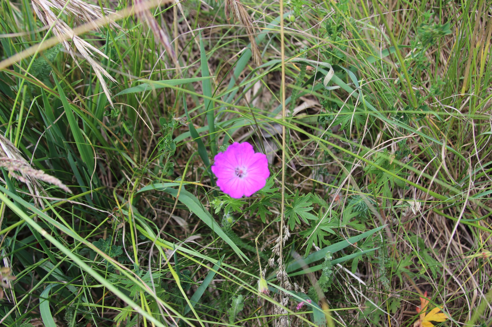 Vergrößerbares Bild