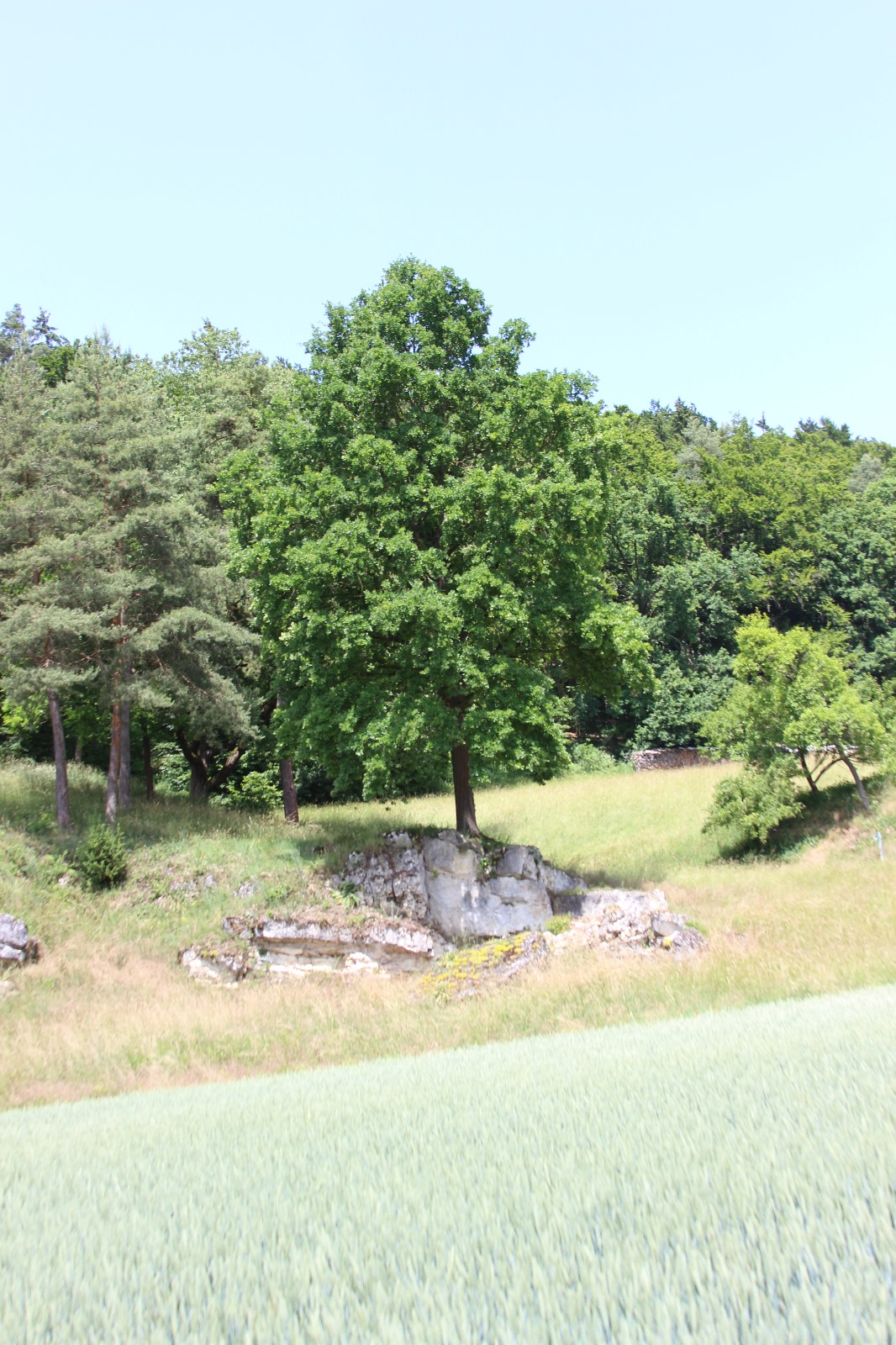 Vergrößerbares Bild