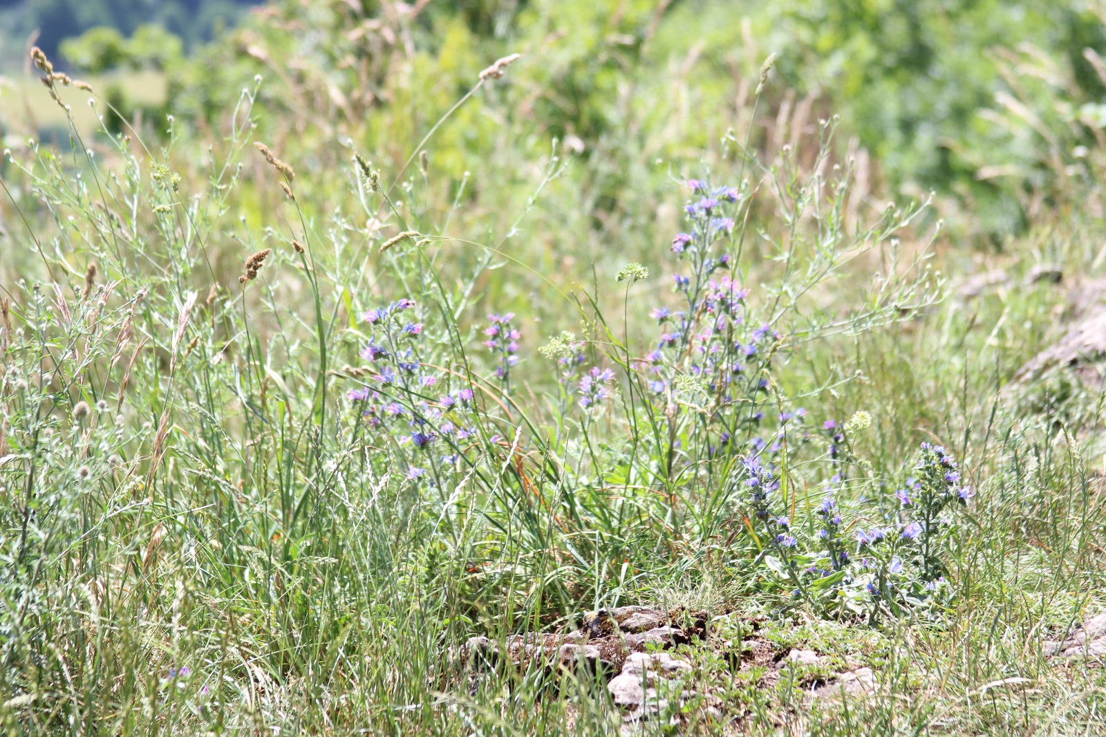 Vergrößerbares Bild