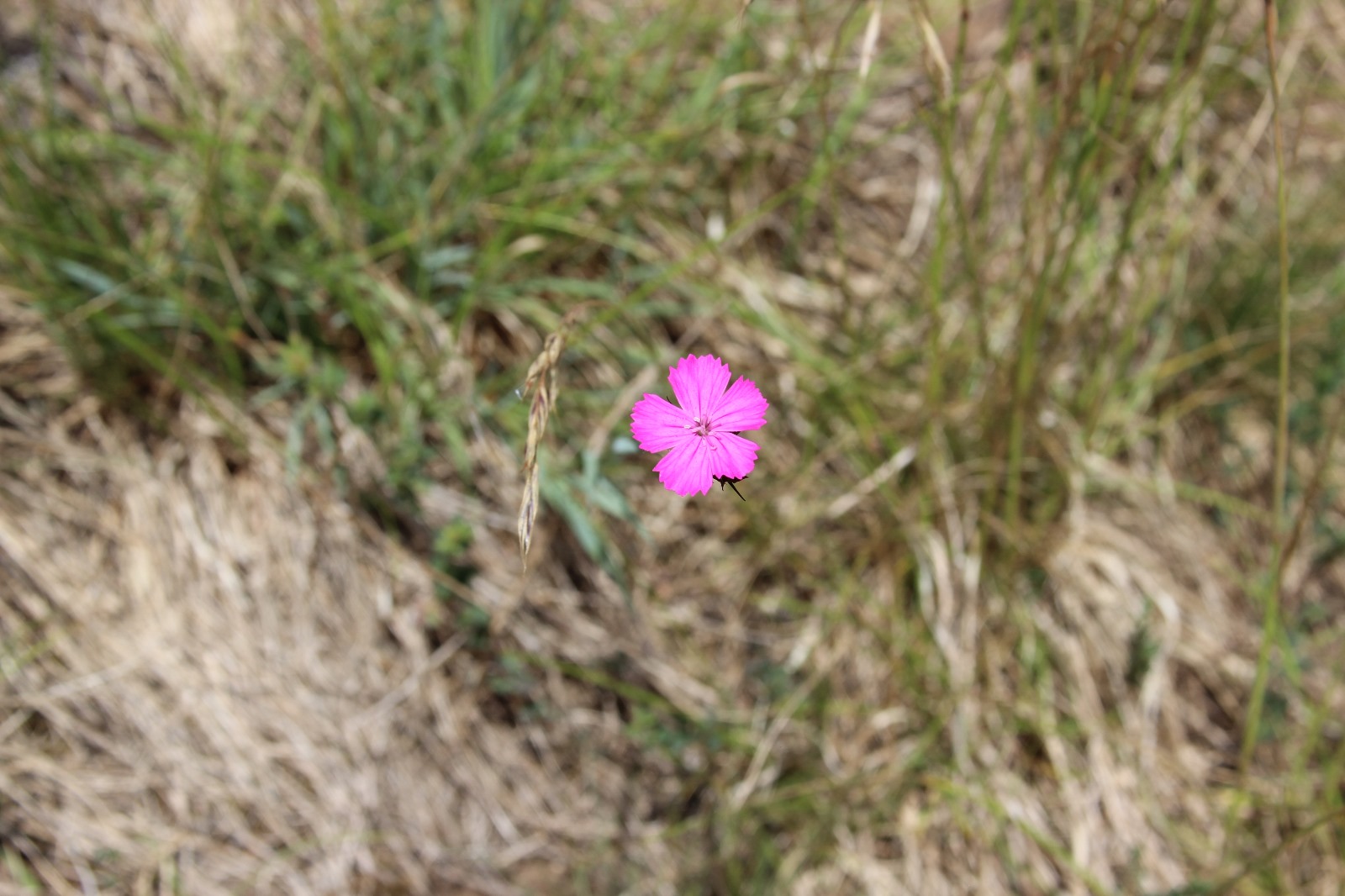 Vergrößerbares Bild