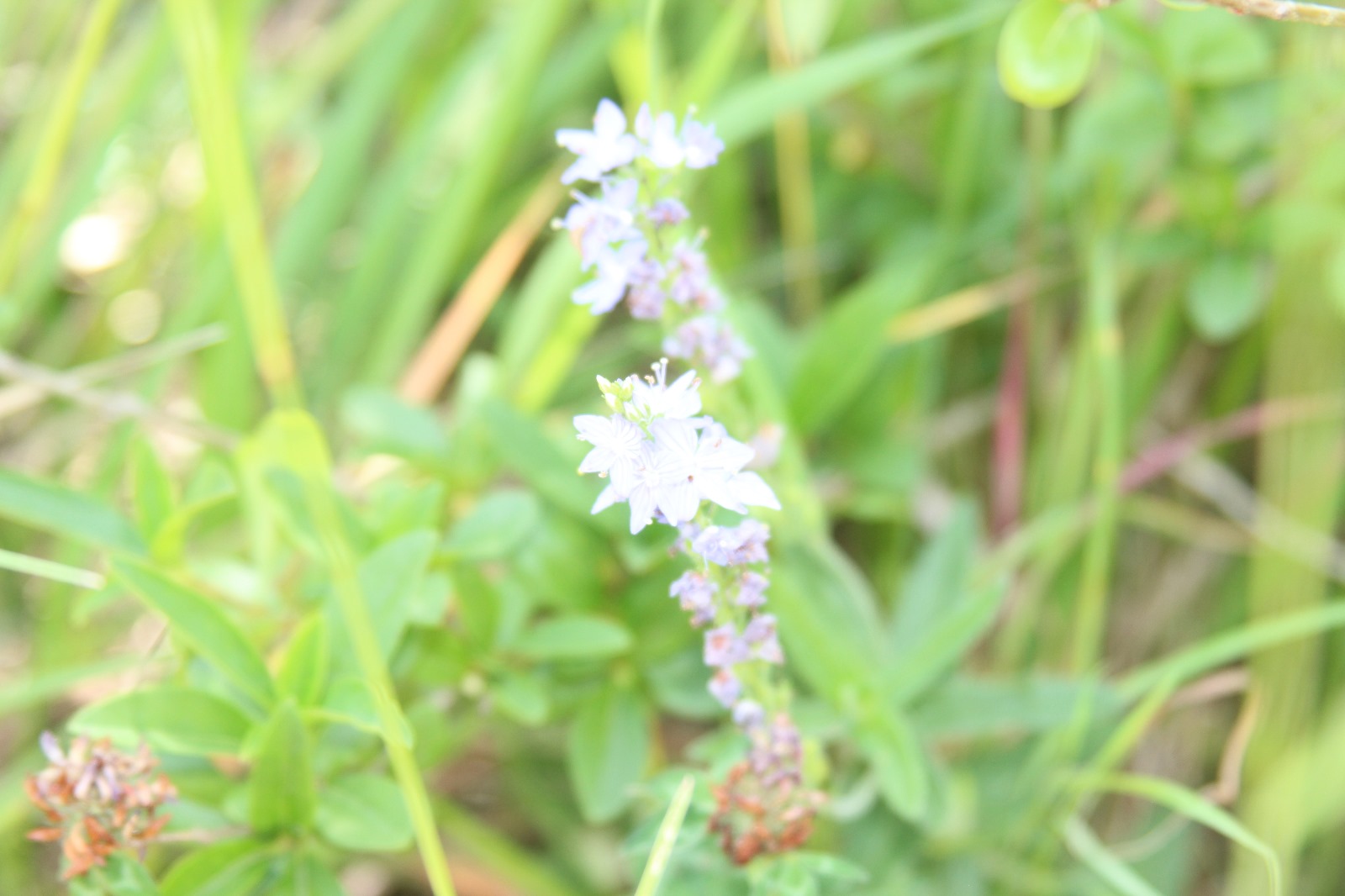 Vergrößerbares Bild